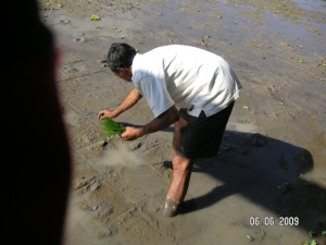 Pak Warsa demonstrating the new way to plant rice